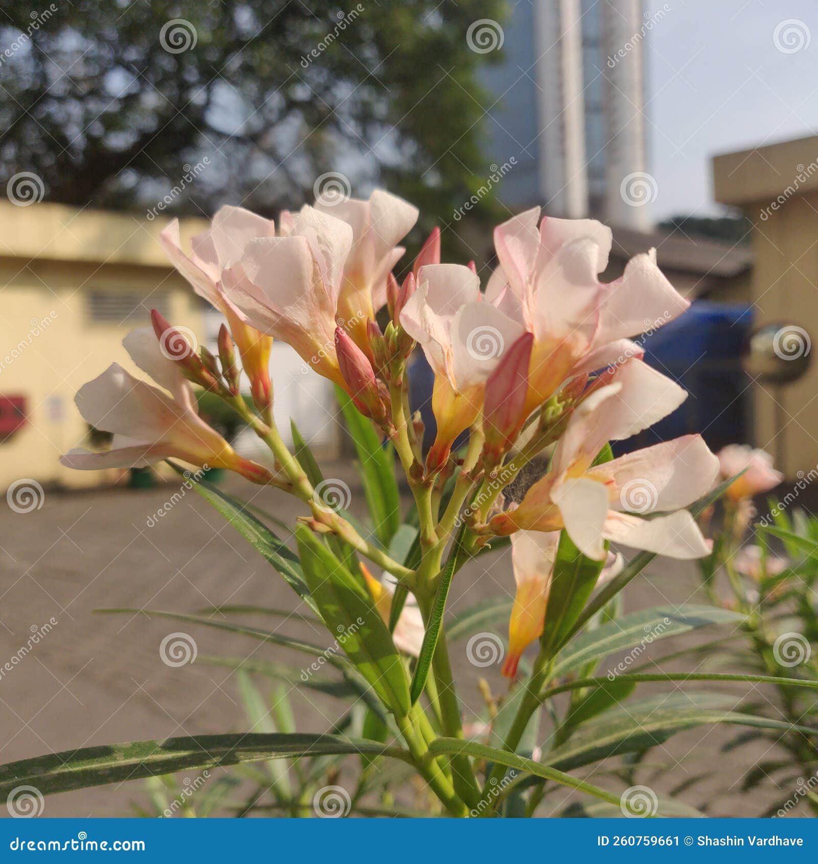 common name:ÃÂ oleander Ã¢â¬Â¢ÃÂ hindi: kaner Ã Â¤â¢Ã Â¤Â¨Ã Â¥â¡Ã Â¤Â°